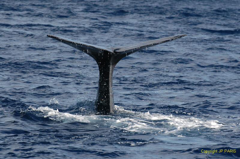 Sperm Whale